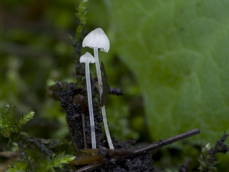 Hemimycena gracilis